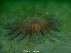 sunflower seastar hood canal washington by Matt Jensen 